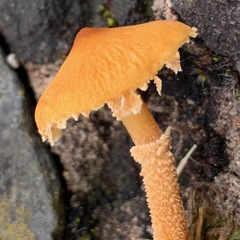 Cystoderma amianthinum rugosoreticulatum