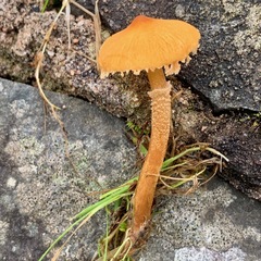 Cystoderma amianthinum rugosoreticulatum