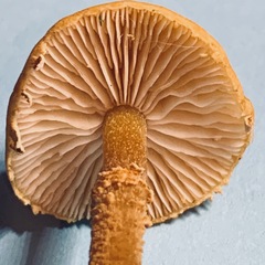 Cystoderma amianthinum rugosoreticulatum