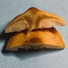 Cystoderma amianthinum rugosoreticulatum