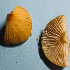 Cystoderma amianthinum rugosoreticulatum