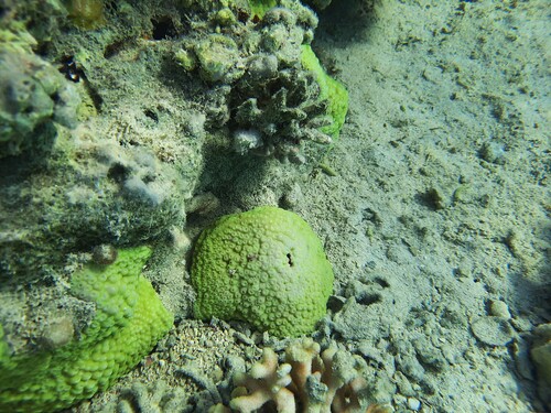 Astreopora observed 2025-08-16