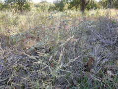 Eragrostis curtipedicellata