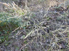 Eragrostis curtipedicellata