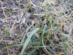 Eragrostis curtipedicellata