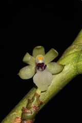 Luisia