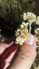 Pseudognaphalium sandwicensium