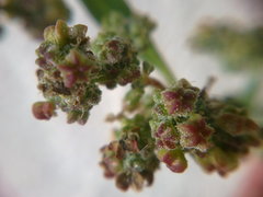 Chenopodium album