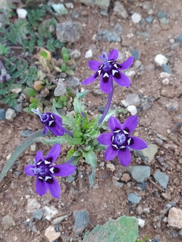 Cushion Kabong (Lapeirousia oreogena)