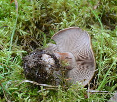 Thaxterogaster purpurascens