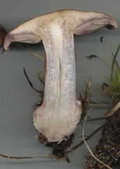 Thaxterogaster purpurascens