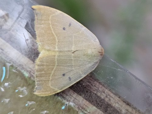Oak Hook-tip, 6909 AL Babberich, Nederland, photo 8 of 10