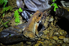Incilius aucoinae