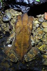 Incilius aucoinae