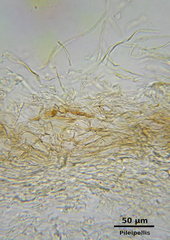 Thaxterogaster purpurascens