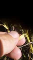 Pseudognaphalium sandwicensium