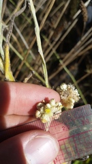 Pseudognaphalium sandwicensium