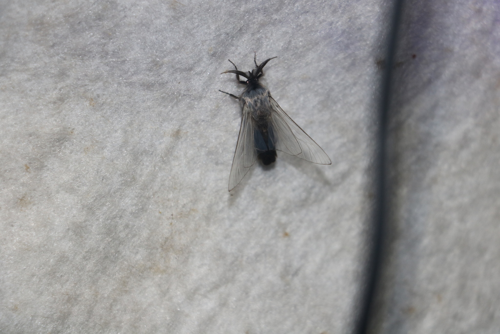 Pseudometisa