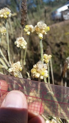 Pseudognaphalium sandwicensium