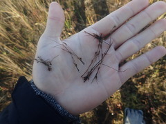 Juncus ranarius
