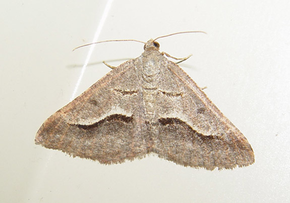 Vermilion Granite Moth