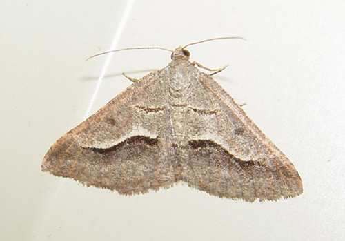 Digrammia subminiata (Packard, 1874)