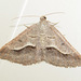 Vermilion Granite Moth - Photo (c) Jeff Garner, some rights reserved (CC BY-NC), uploaded by Jeff Garner