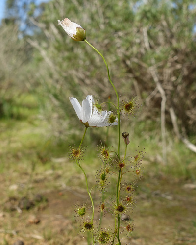Drosera heterophylla