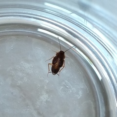 Myrmecoblatta hebardi