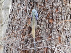 Acanthocercus gregorii