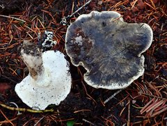 Boletopsis leucomelaena