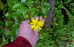 Brachyglottis turneri