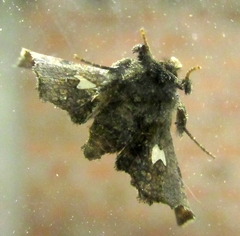 Dysodia oculatana