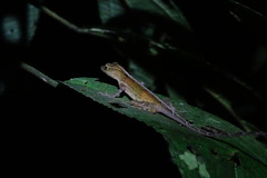Anolis osa