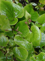 Brachyglottis turneri