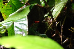 Oophaga granulifera