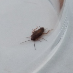 Myrmecoblatta hebardi