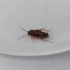 Myrmecoblatta hebardi