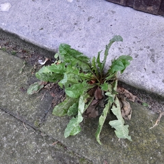 Taraxacum officinale
