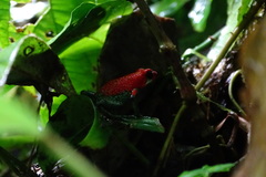 Oophaga granulifera