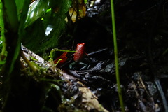 Oophaga granulifera