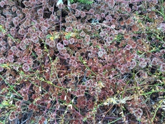 Chorizanthe cuspidata cuspidata