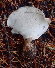 Boletopsis leucomelaena