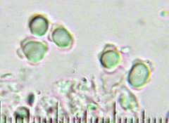 Boletopsis leucomelaena