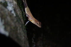 Anolis osa