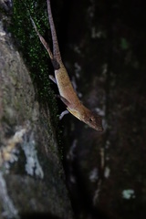Anolis osa