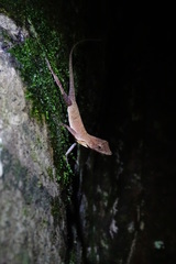 Anolis osa