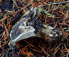 Boletopsis leucomelaena