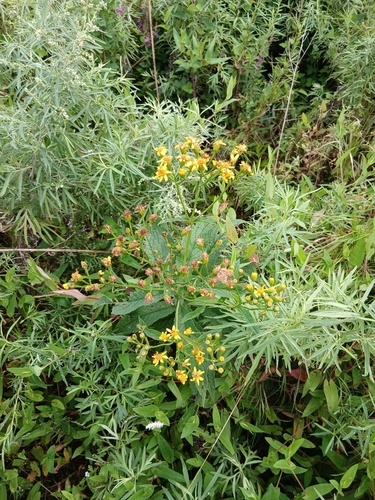 Litvinov's Ragwort (Jacobaea litvinovii)