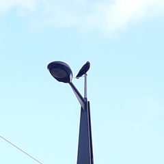 Corvus corone
